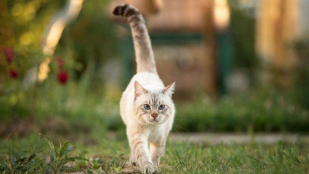 cat puffing up tail