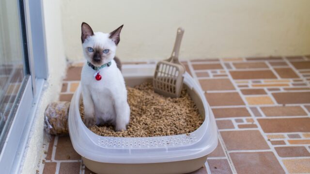 chicken feed as cat litter