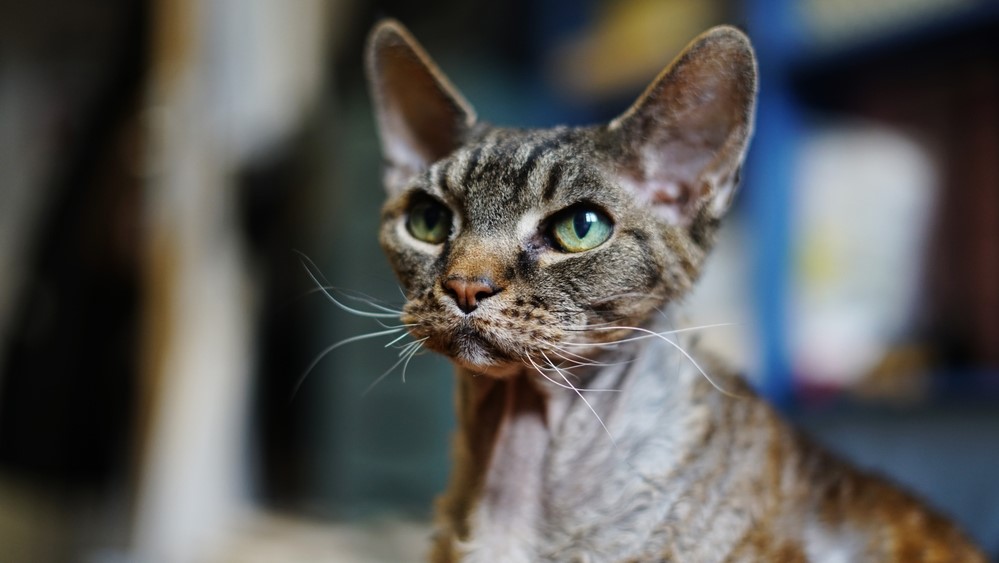 devon rex vs cornish rex