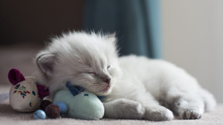 Kitten Uyurken Hızlı Nefes Alıyor: Kediniz İyi mi? 