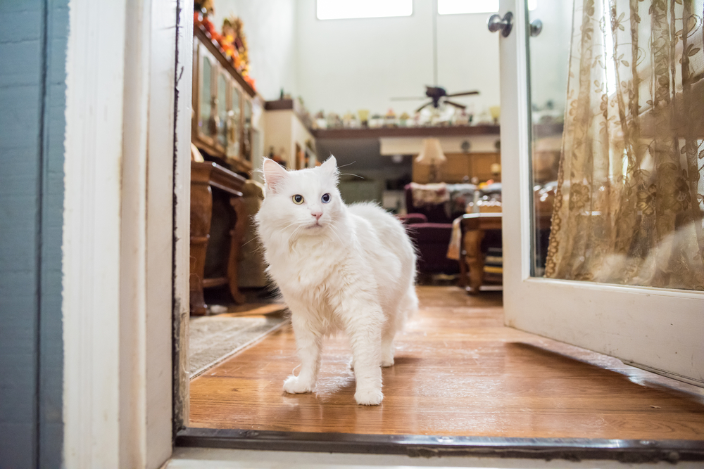 maine coon himalayan mix