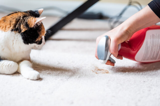 my cat has worms how do i clean my house