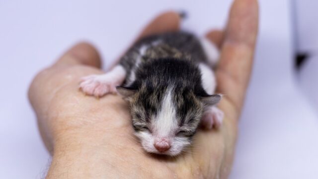 runt of the litter cat
