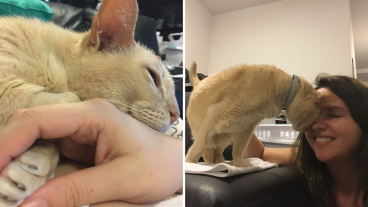 13-Year-Old Cat Gets Adopted And Now He Can’t Fall Asleep Unless His Human Holds His Paw