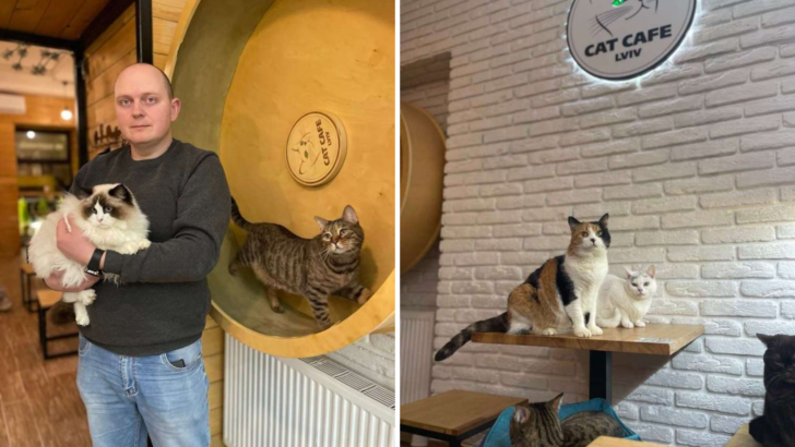 Ukrayna'da Bir Kedi Kafe Savaş Sırasında 20 Kediciğe Bakmak İçin Açık Kaldı
