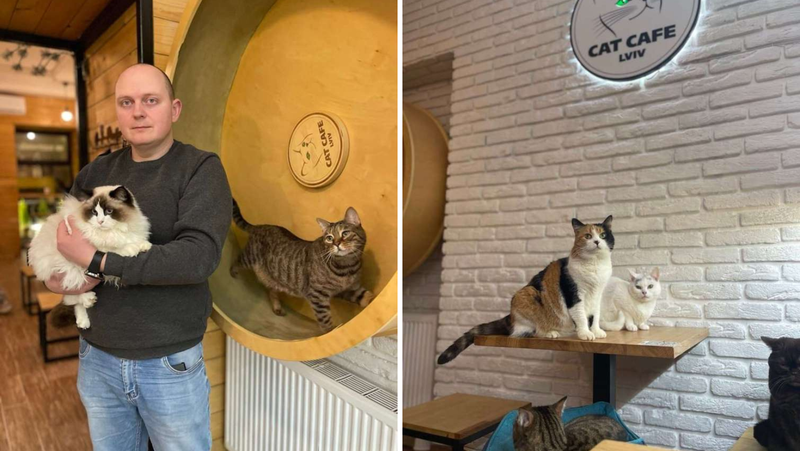 A Cat Café In Ukraine Stays Open During The War To Take Care Of 20 Kitties