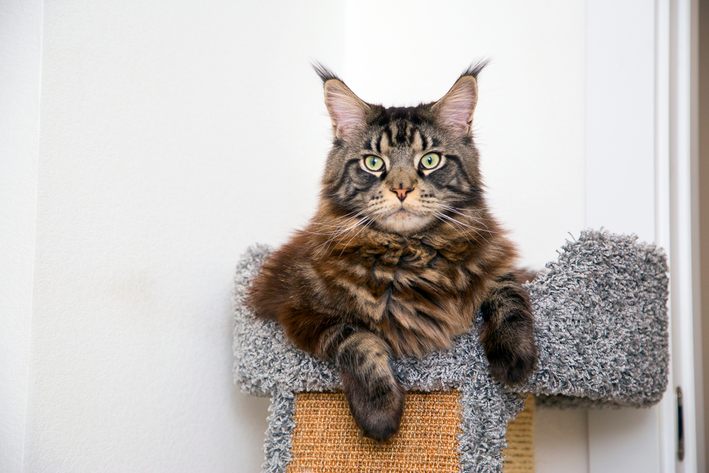 A Cat Tree For Maine Coon Cats? 10 Heavy-Duty Suggestions   