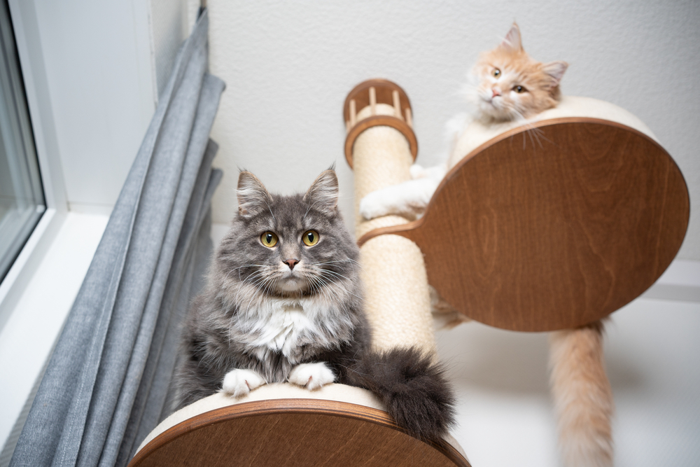 A Cat Tree For Maine Coon Cats? 10 Heavy-Duty Suggestions   