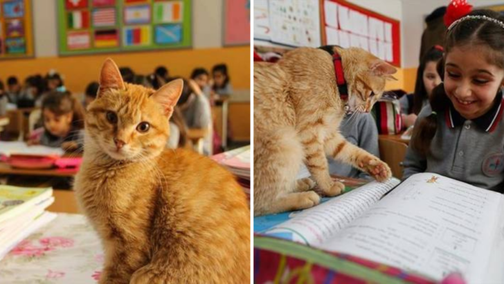 A Stray Cat Finds His Way Into A Classroom And Doesn’t Want To Leave