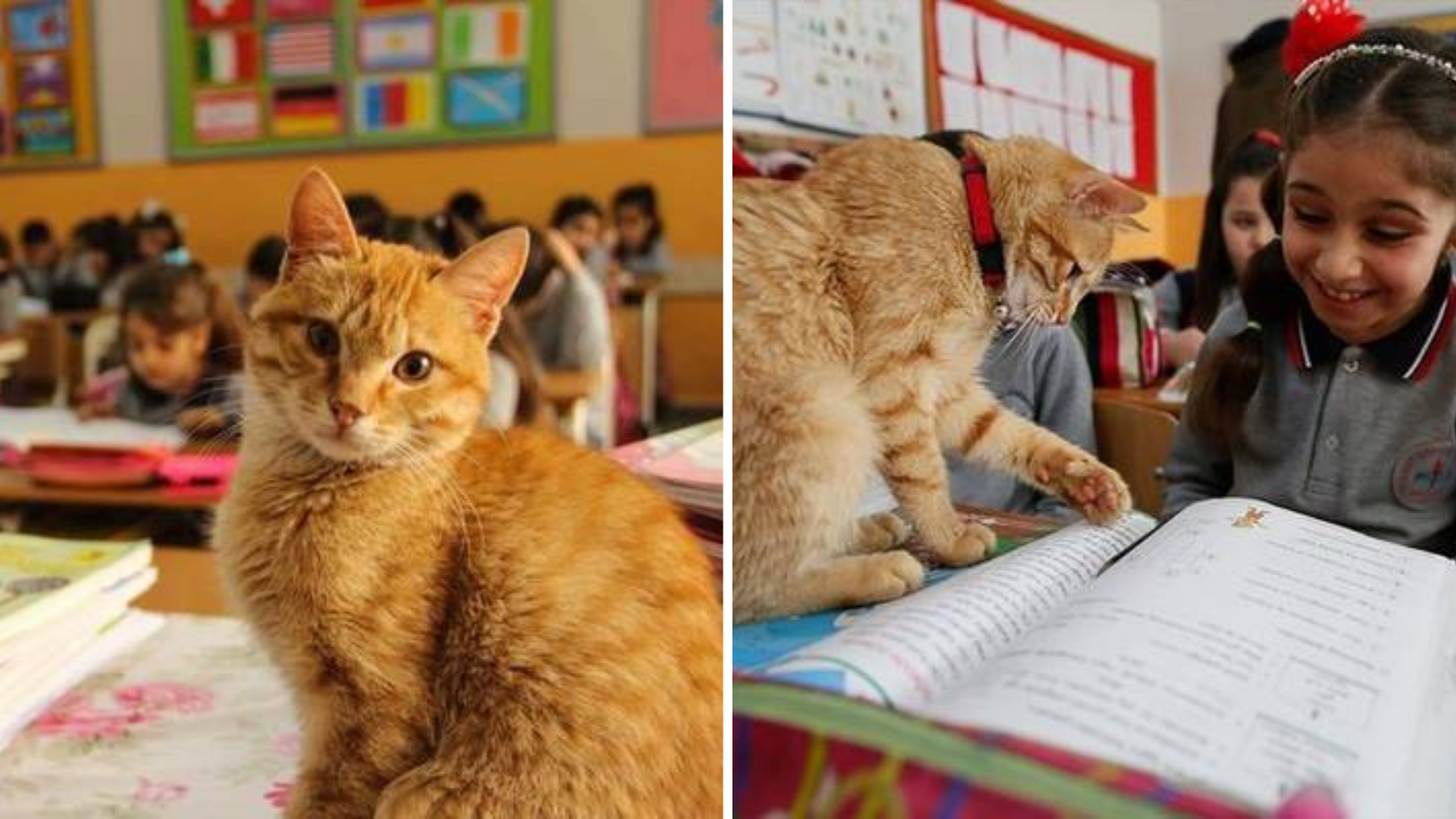 A Stray Cat Finds His Way Into A Classroom And Doesn't Want To Leave