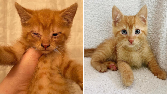 Archie's Owner Was Moving And Planned On Leaving This Kitty Outside And Alone