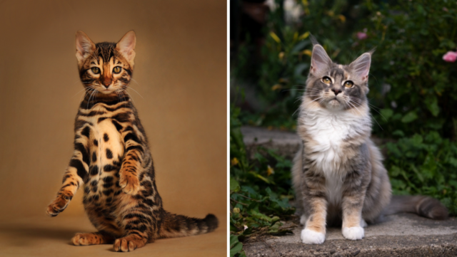Bengal Cat Vs. Maine Coon