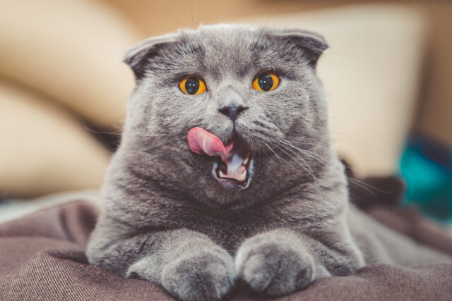Blue British Shorthair Cat