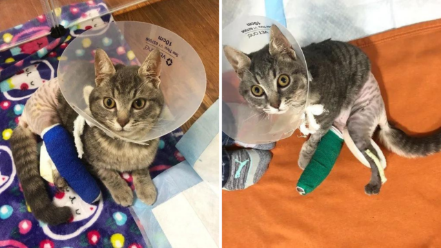 Born With Twisted Back Legs