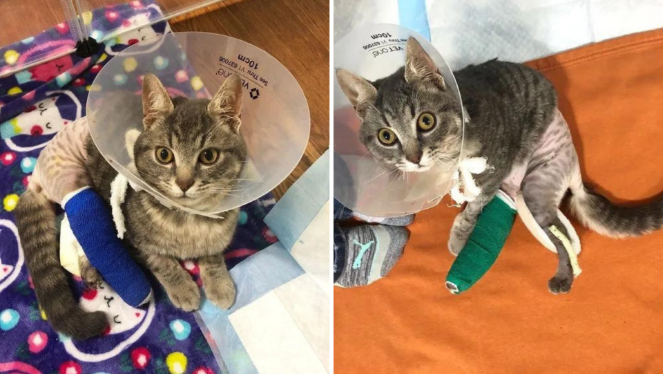 Born With Twisted Back Legs, His Foster Mom Decides To Help Him Walk