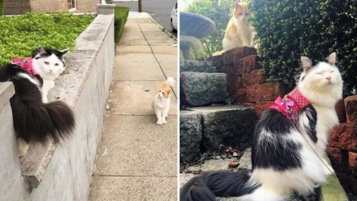 Cat Falls In Love With His Neighbor Cat And Keeps Visiting Her Every Day For 2 Years