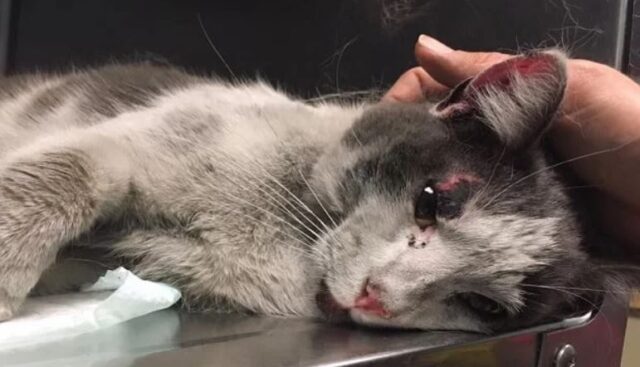 Cat Hanover Begs You To Bang On The Hood Of Your Car When It's Cold