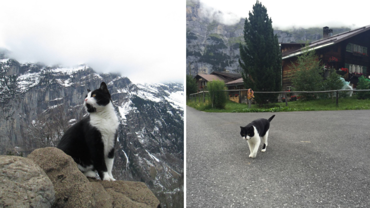 Kedi İsviçre'de Kayıp Bir Adamın Dağdan İnmesine Yardım Etti