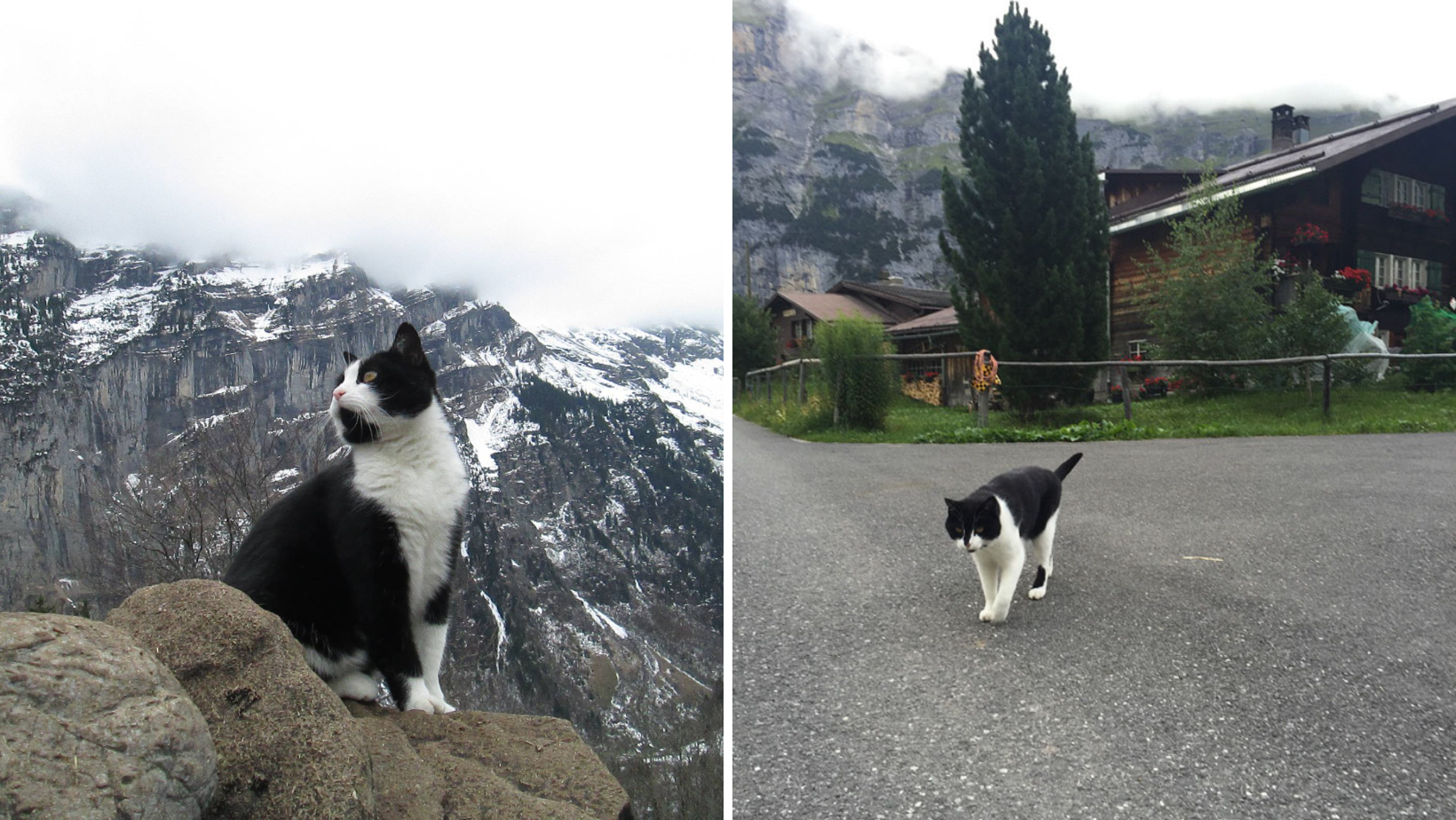 Cat Helped A Lost Man Get Down The Mountain In Switzerland