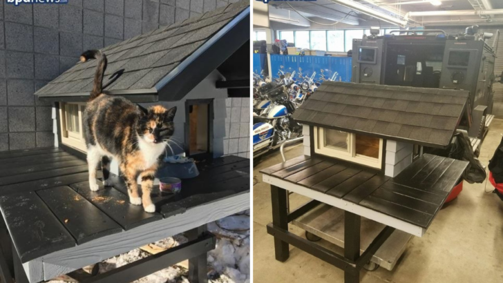 Kedi Polis Merkezini Ziyaret Ediyor, Polisler Ona Bir Barınak Yapıyor