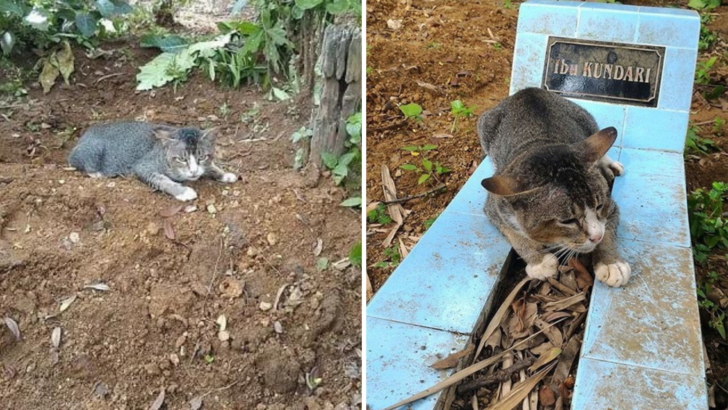 Kedi Sahibinin Mezarını Her Gün Ziyaret Ederek Sadakatini Kanıtlıyor