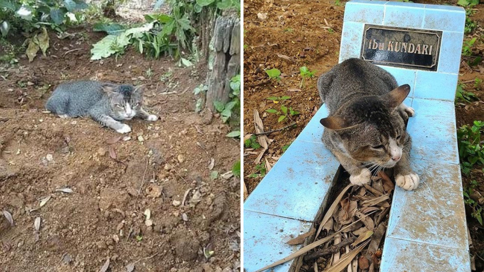 Cat Proves Her Loyalty By Visiting Her Owner's Grave Day After Day