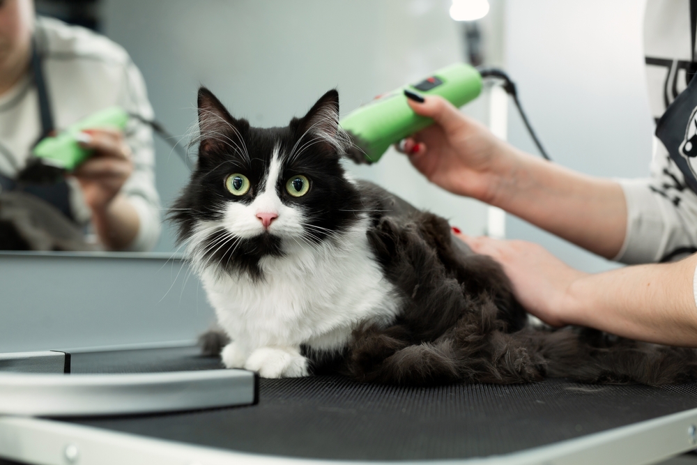 Cat Sanitary Trim: What Is It And Does Your Cat Need It?