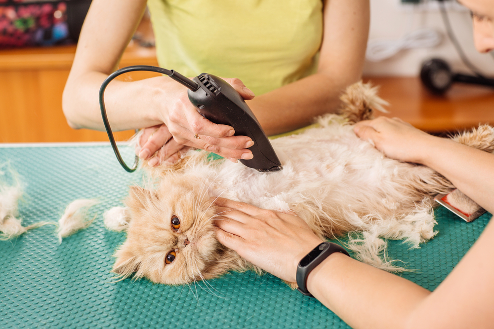 Kedi Hijyenik Kesimi: Nedir ve Kedinizin Buna İhtiyacı Var mı?