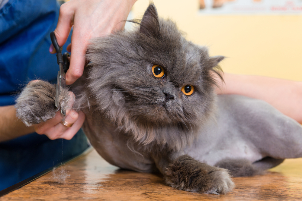 Cat Sanitary Trim: What Is It And Does Your Cat Need It?