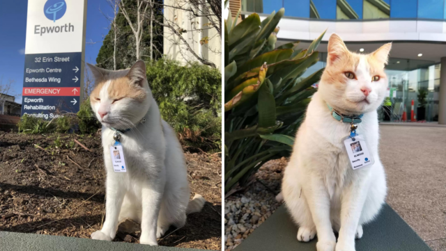 Cat Spends So Much Time Around Hospital So He Gets A Job There