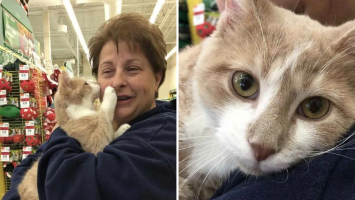 Cat Tossed From A Moving Car Won’t Stop Kissing His New Mom