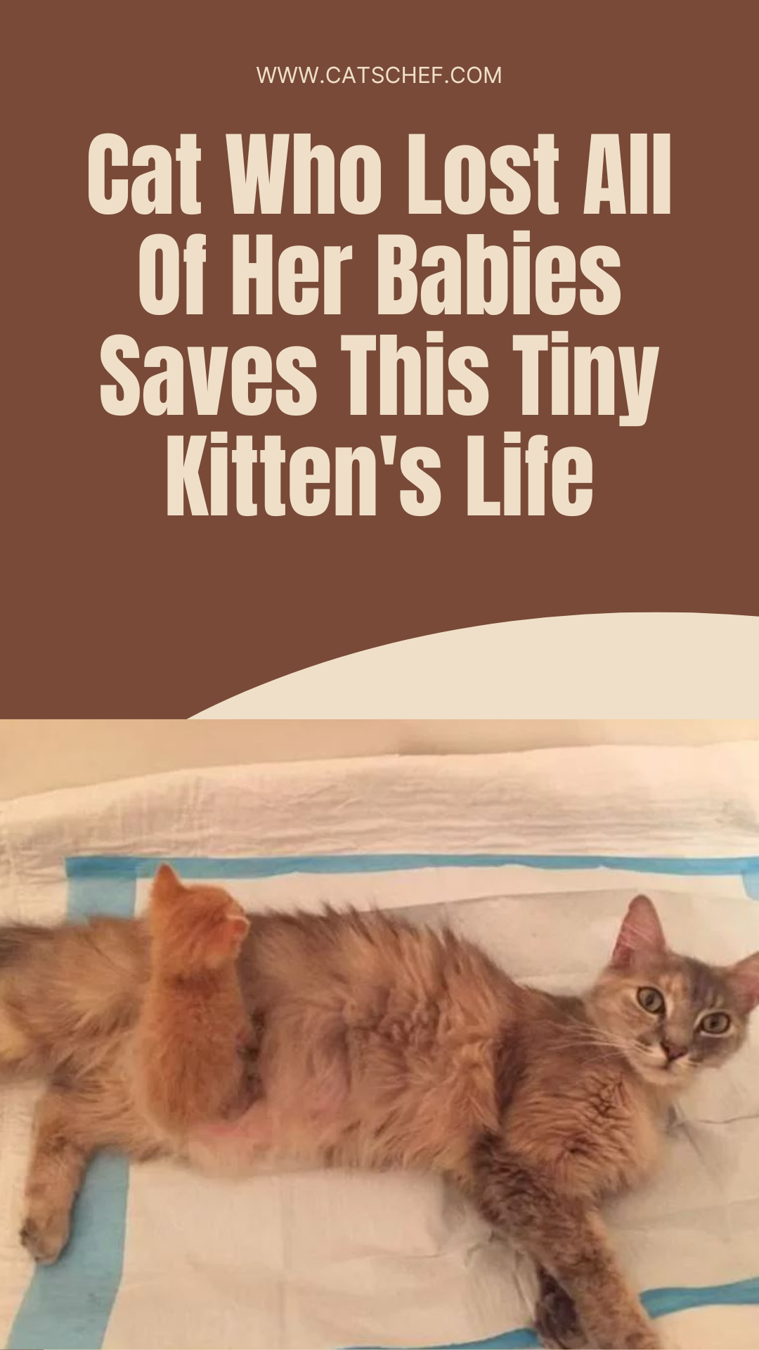 Cat Who Lost All Of Her Babies Saves This Tiny Kitten's Life