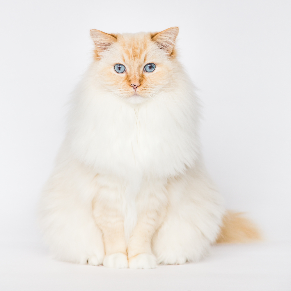 Flame Point Ragdoll She s On Fire And She Knows It