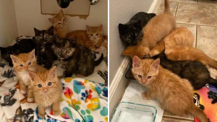 Former Volunteer Finds Seven Tiny Kittens And Gets The Help They Desperately Need