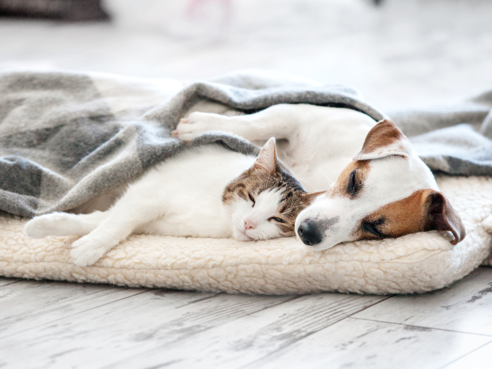 Fur Wars: Is Your Cat Peeing On Your Dog's Bed?