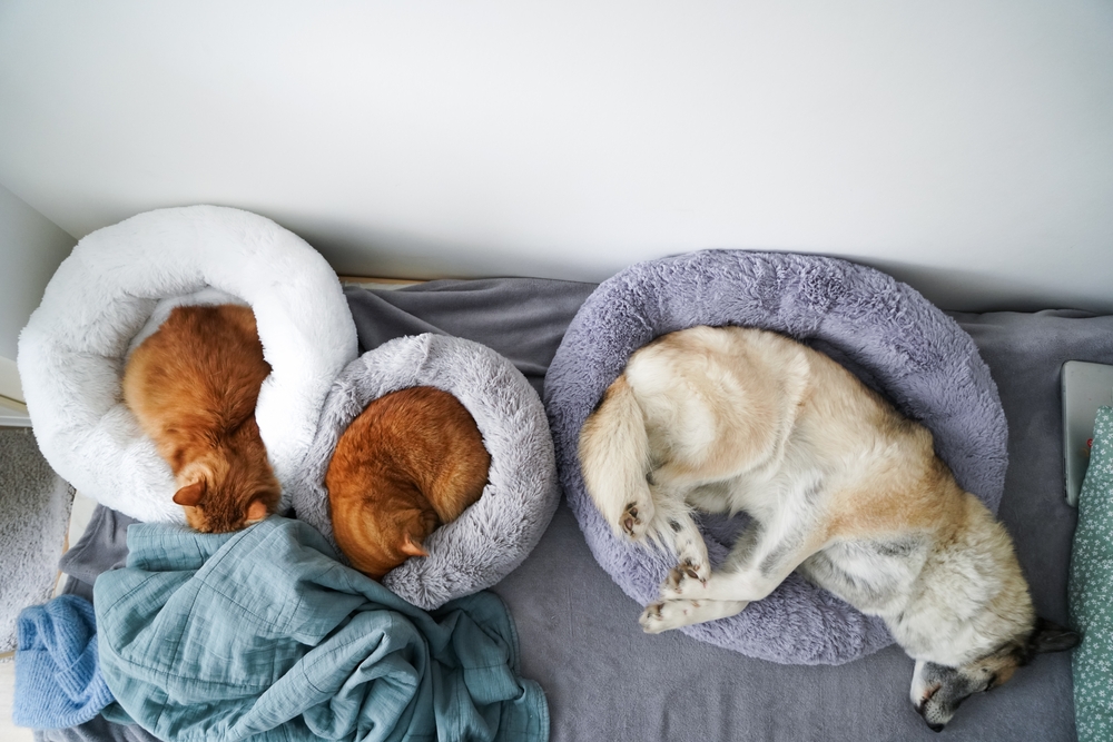 Fur Wars: Is Your Cat Peeing On Your Dog's Bed?