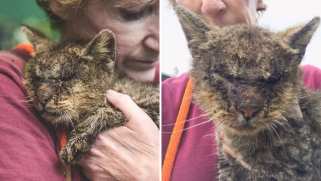 No One Wanted To Hold This Diseased Cat But One Woman Couldn't Care Less