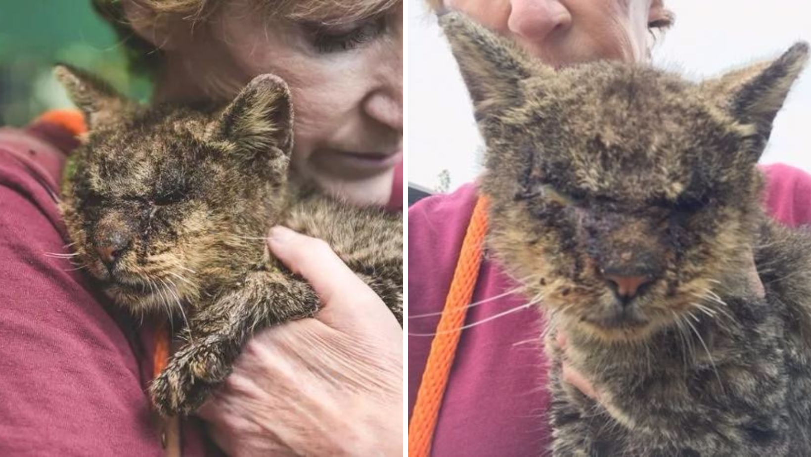 No One Wanted To Hold This Diseased Cat But One Woman Couldn't Care Less