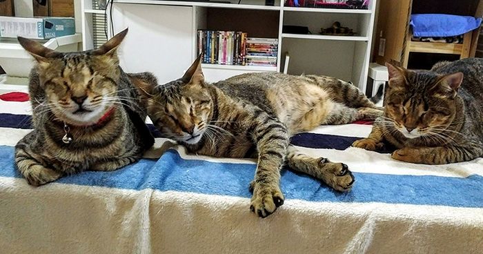 Nobody Wanted To Adopt These 3 Blind Kitties Until This Woman Came Along