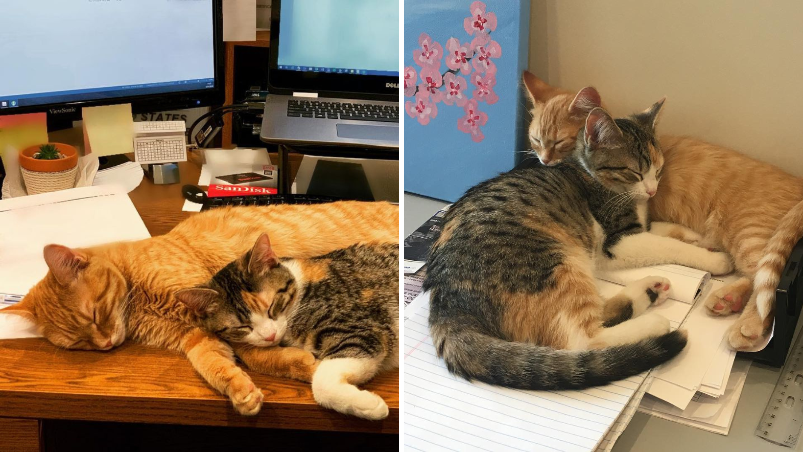 Ofis, Çalışanların Moralini İyileştirmek İçin İki Yavru Kedi Evlat Edinmeye Karar Verdi