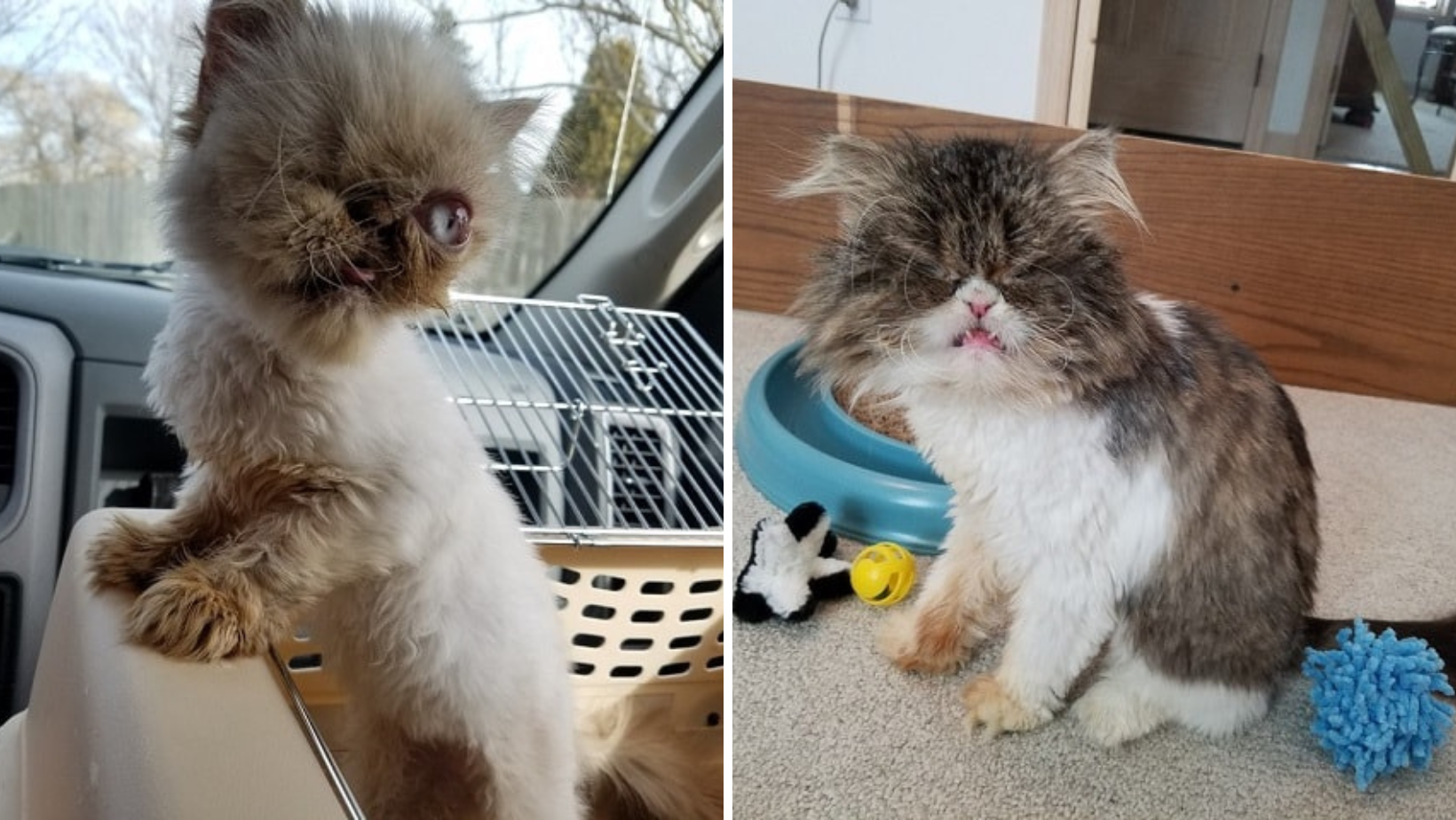 One-Eyed Cat Gets Rescued Together With Her Blind Sister Who Depends On Her