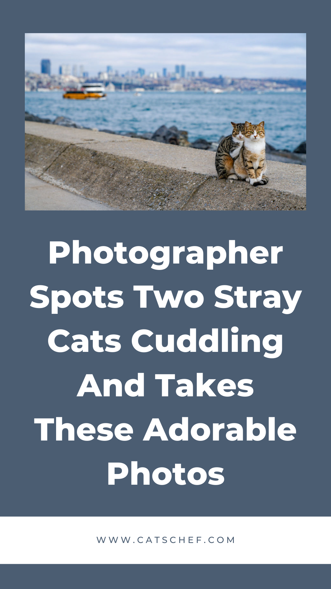 Photographer Spots Two Stray Cats Cuddling And Takes These Adorable Photos