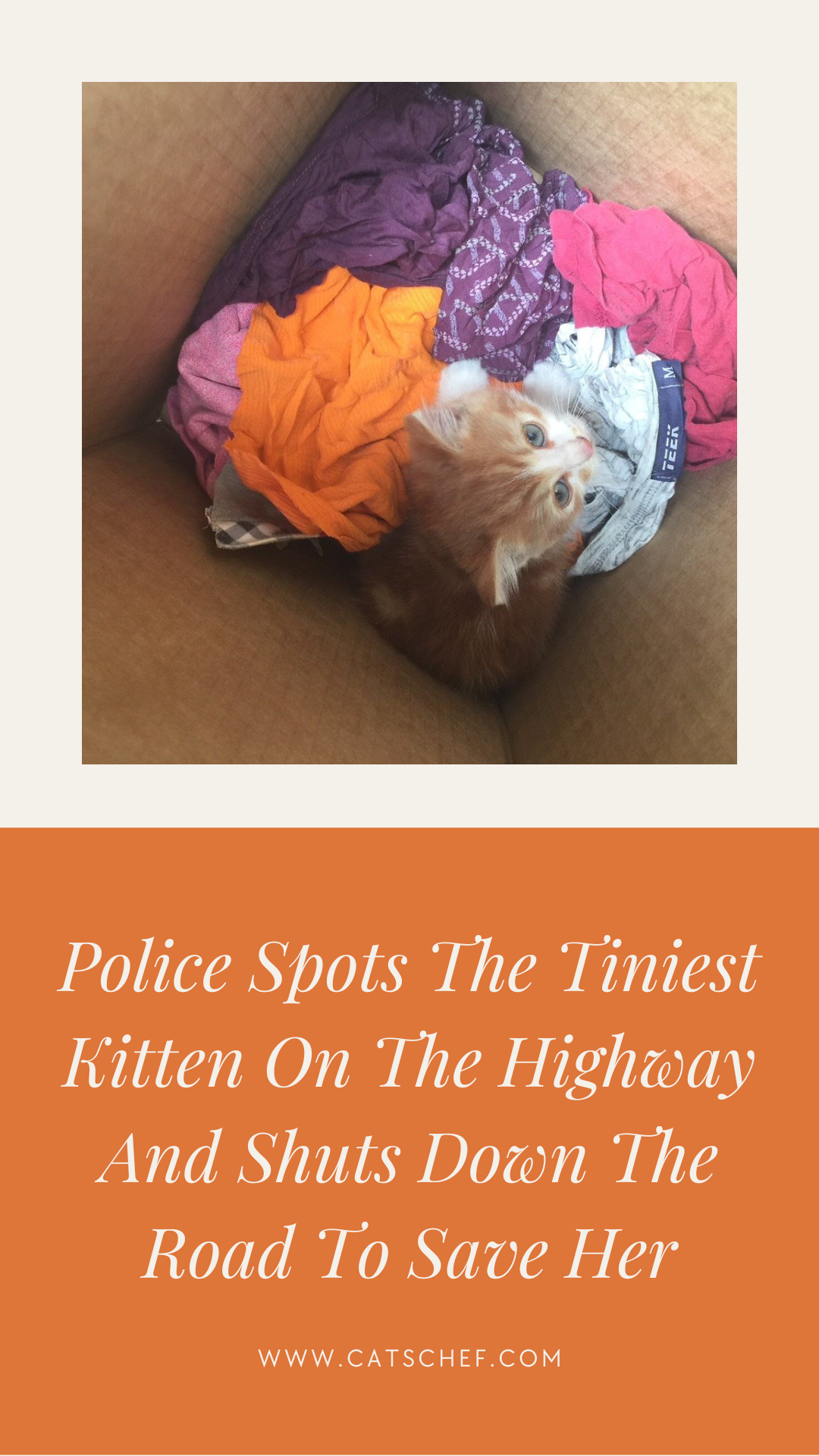 Police Spots The Tiniest Kitten On The Highway And Shuts Down The Road To Save Her