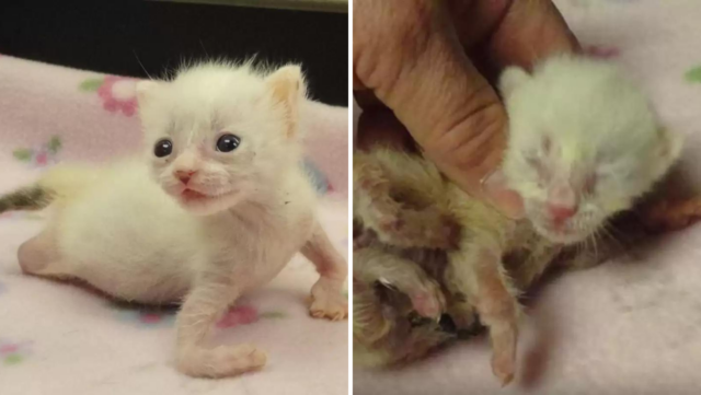 Pretzel Is Deformed But She Doesn't Let That Stop Her