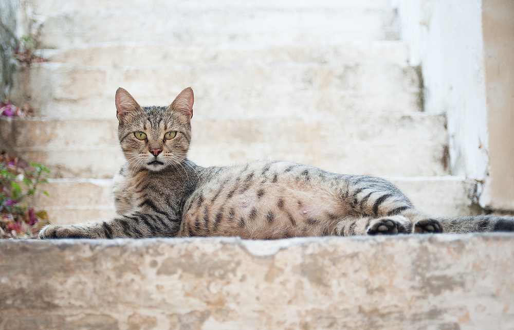 Question Of The Day: Can Cats Be In Heat While Pregnant?