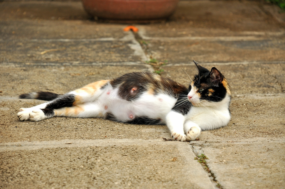 Question Of The Day: Can Cats Be In Heat While Pregnant?