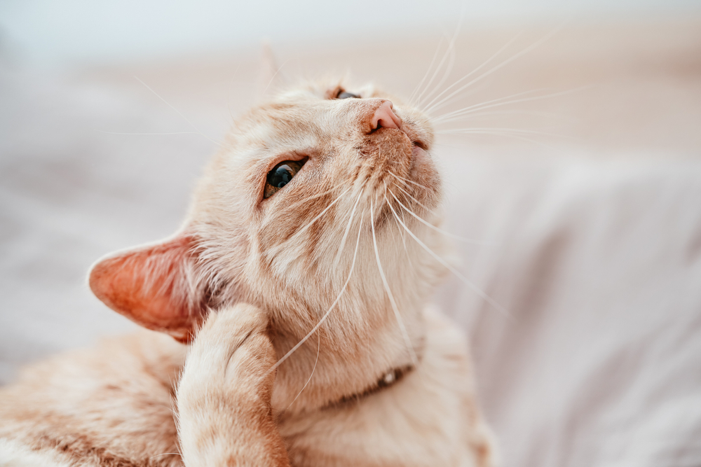 Cat Scratching Her Face Until It Bleeds? Here's How To Help