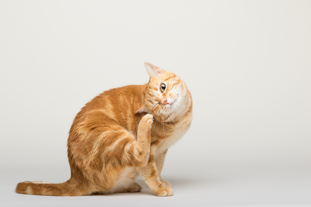 Cat Scratching Her Face Until It Bleeds? Here's How To Help