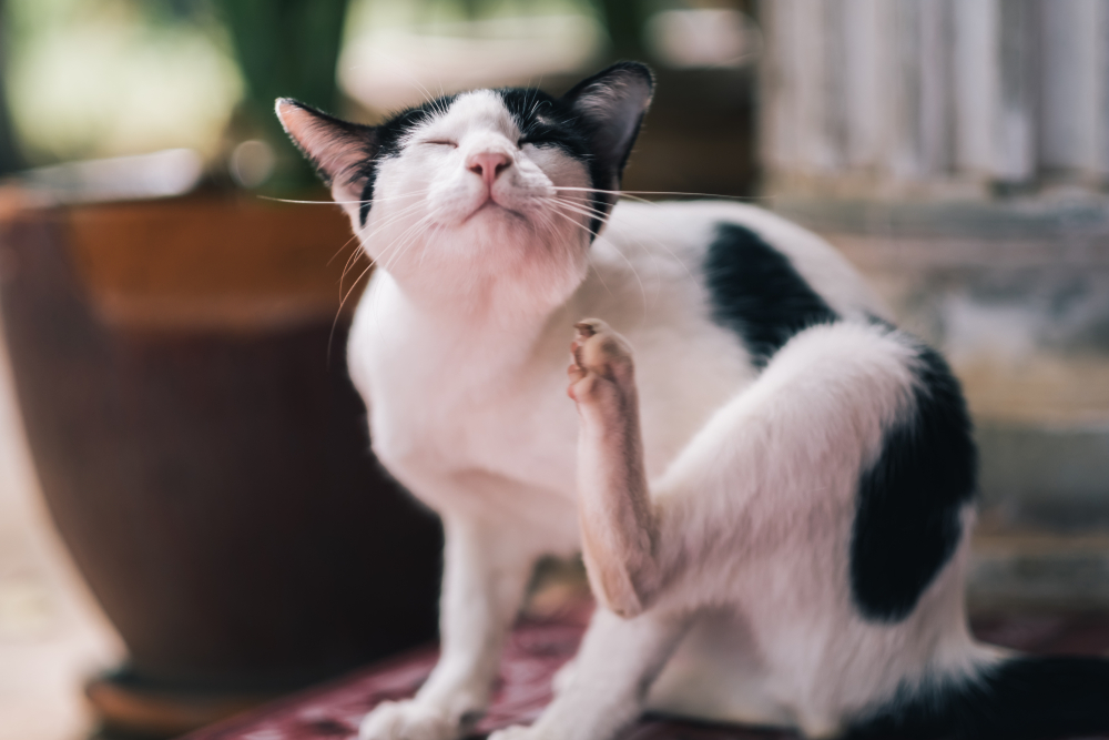 Cat Scratching Her Face Until It Bleeds? Here's How To Help