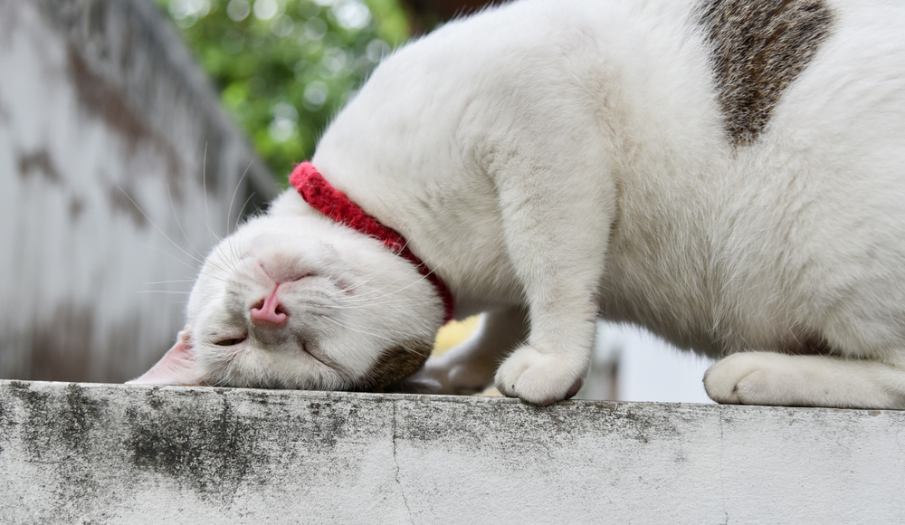 Kedi Yüzünü Kanayana Kadar Tırmalıyor mu? İşte Nasıl Yardım Edeceğiniz